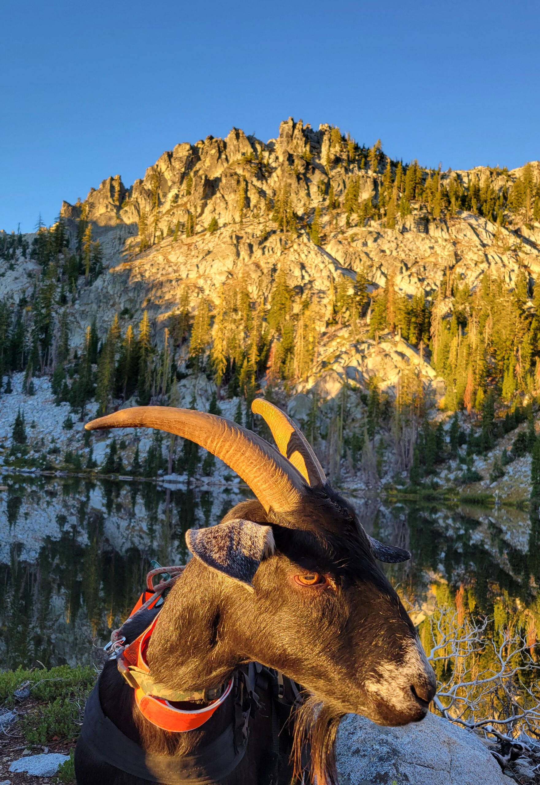 Pack goat at a lake in the trinity alps